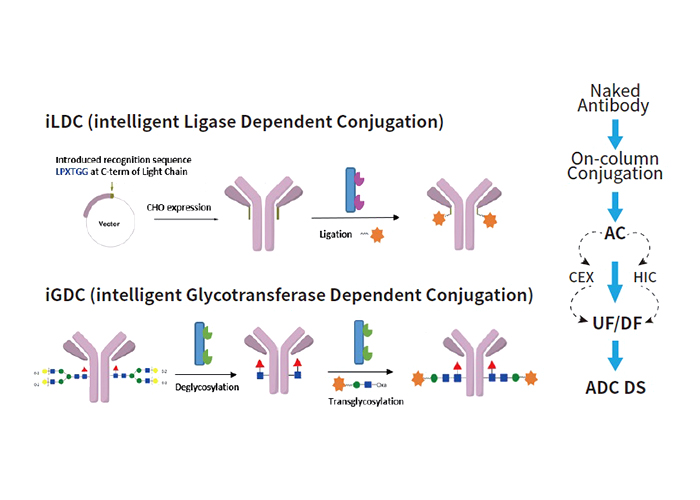 Enzyme-Based Conjugation